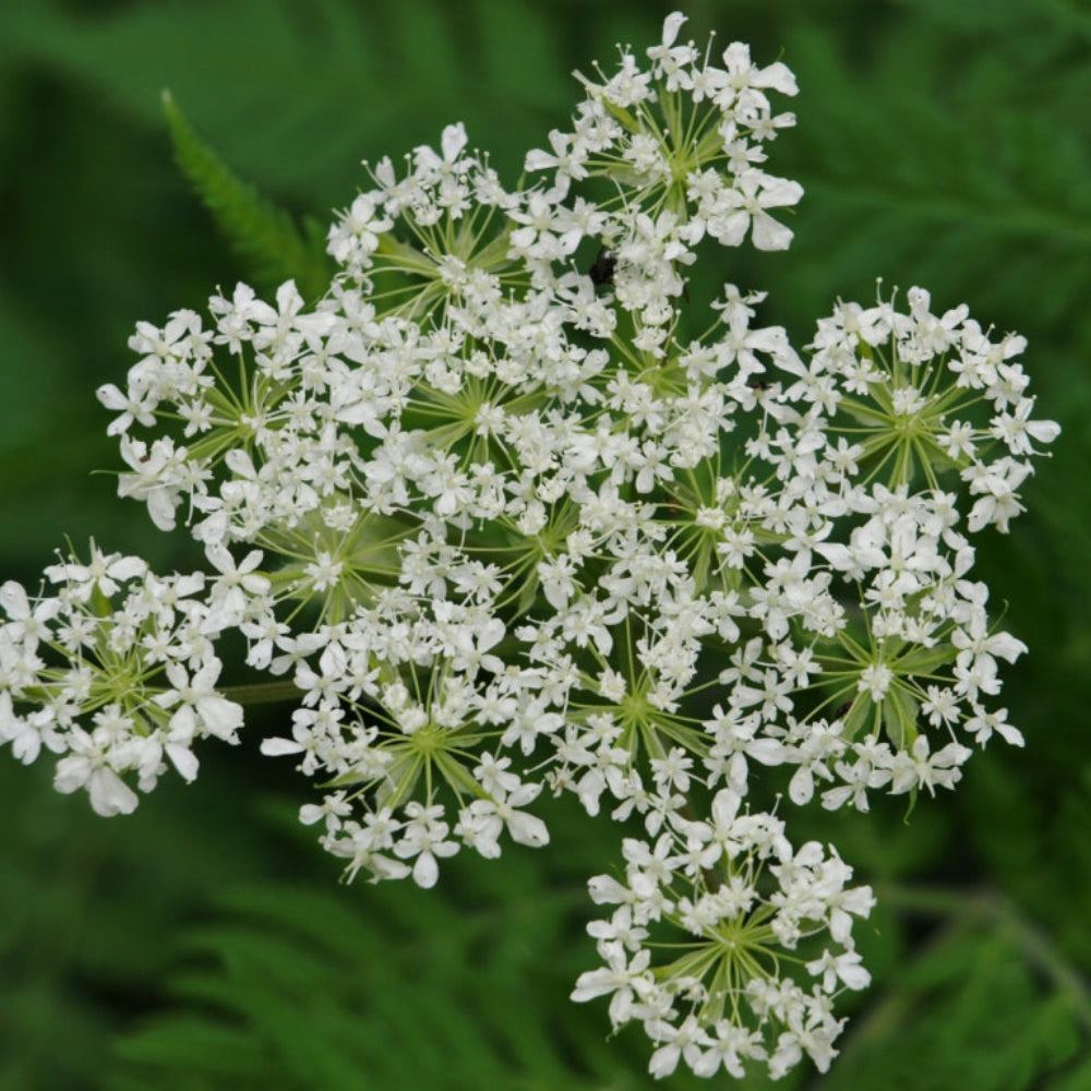 Cicely Myrrhis Odorata Flower Seeds for Planting, 100 pcs