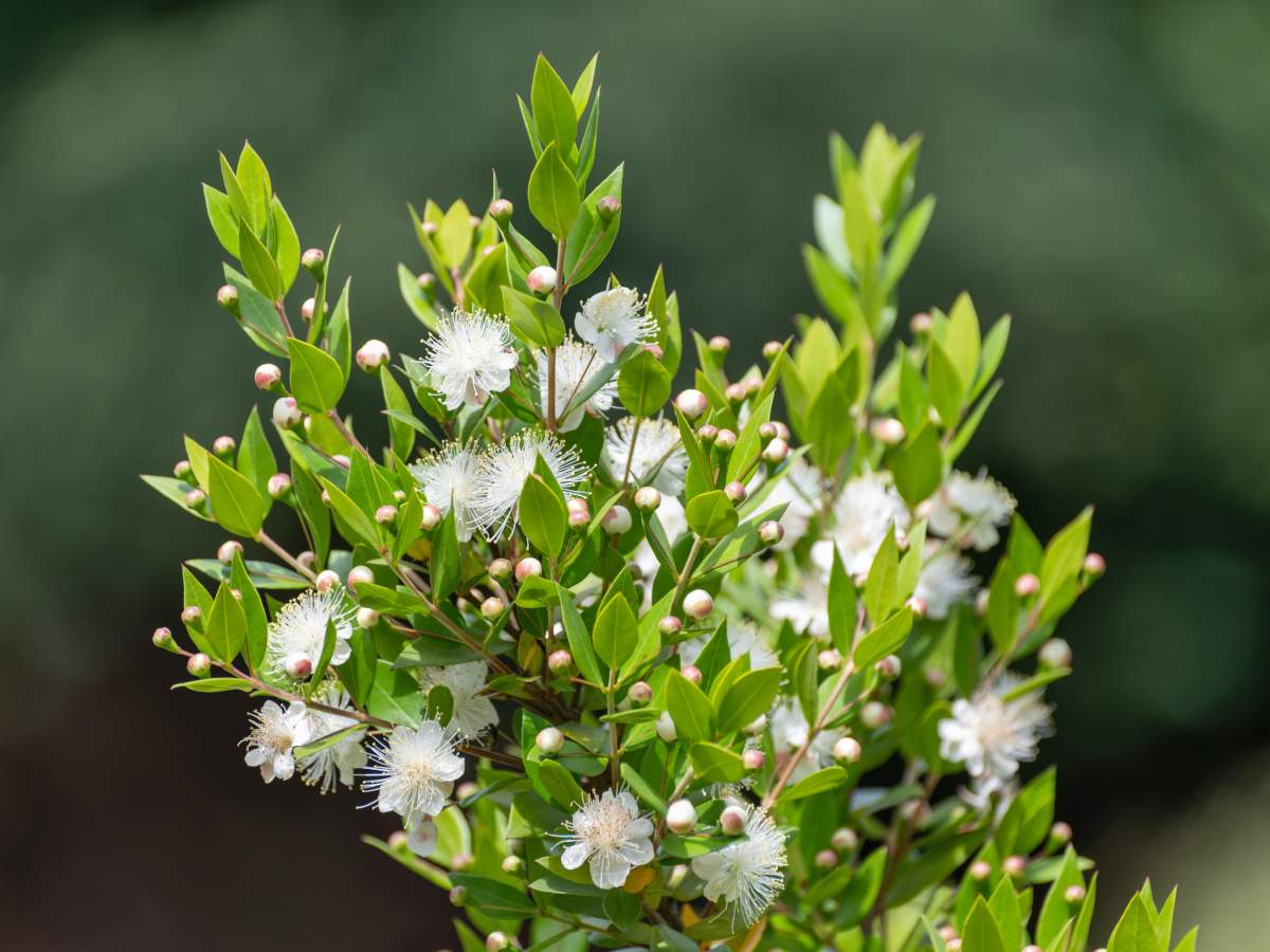 Crape Myrtle Red Rocket