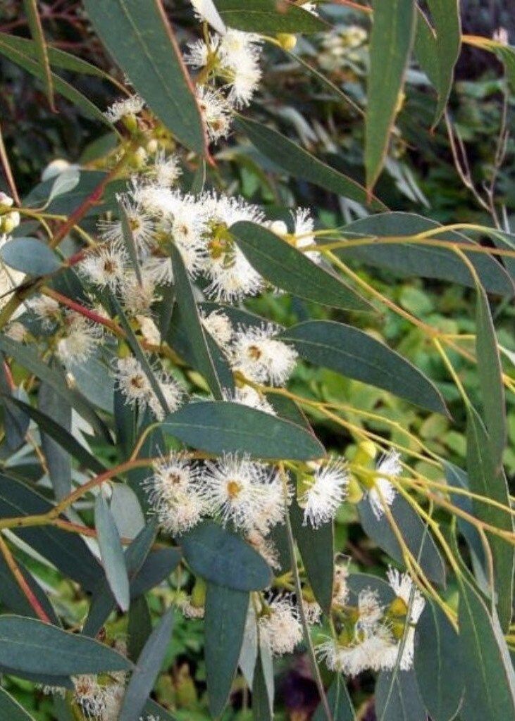 Sea Green Eucalyptus Plant Seeds for Outdoor Gardens and Landscaping – Fresh Herb for Your Garden