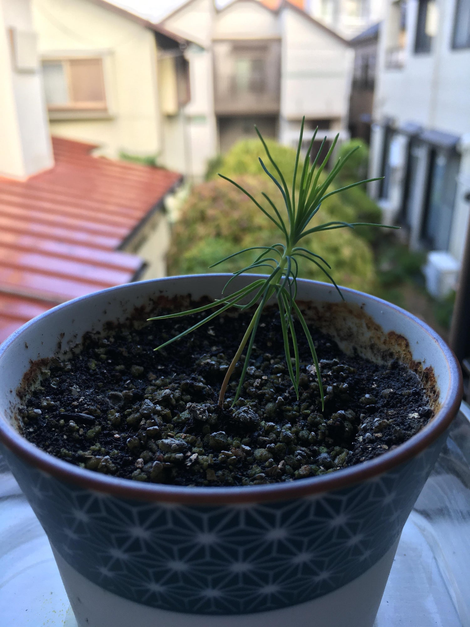Green Kuromatsu Plant Seeds for Planting -heirloom & Non-GMO Seeds