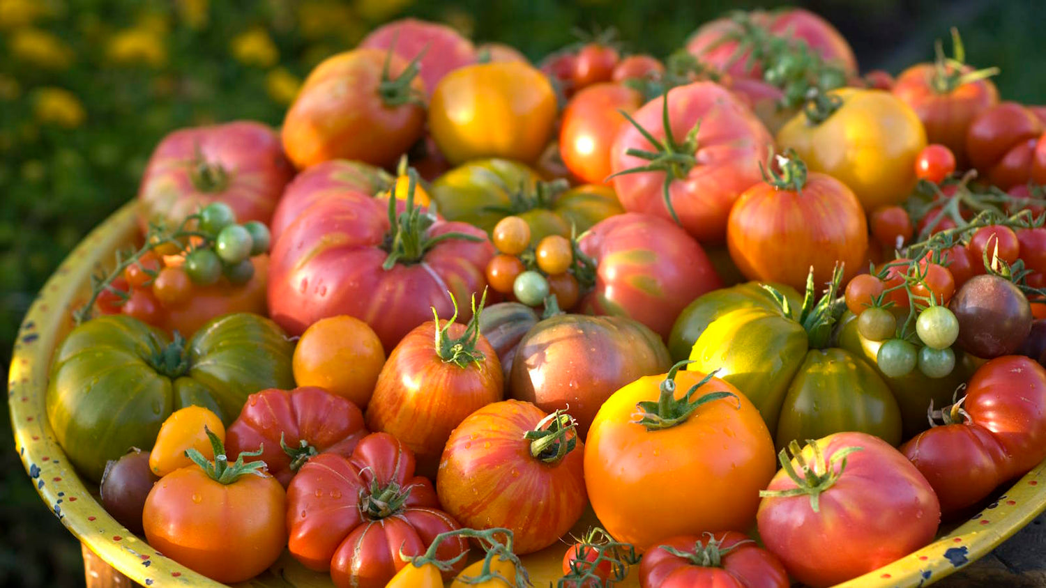Giant Heirloom Tomato Seeds for Garden and Greenhouse Planting