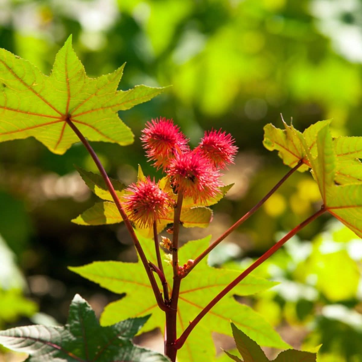 Castor Bean Ricinus communis seeds for planting in foliage garden