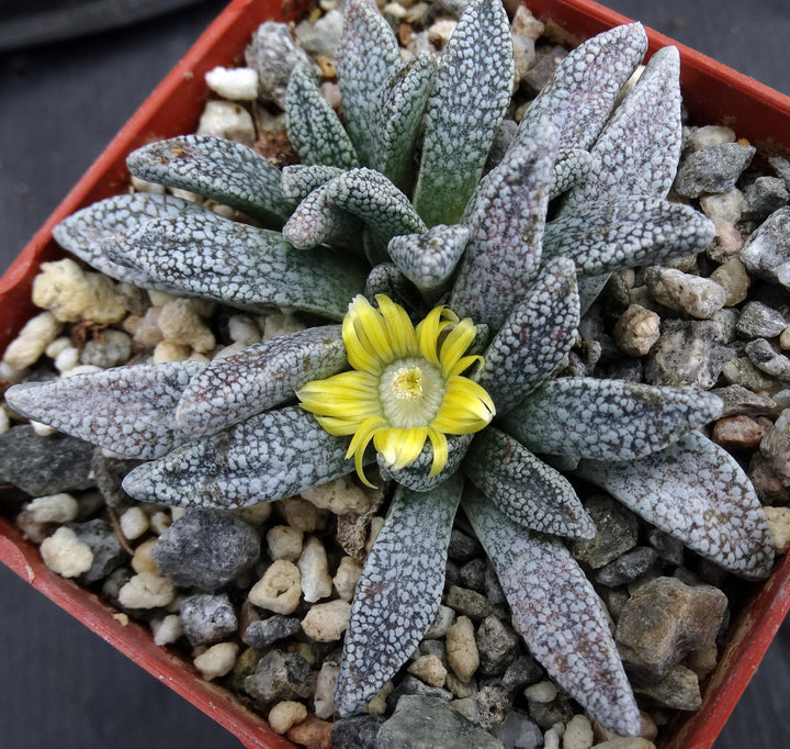 Green Nananthus Margaritiferus Plant Seeds for Planting