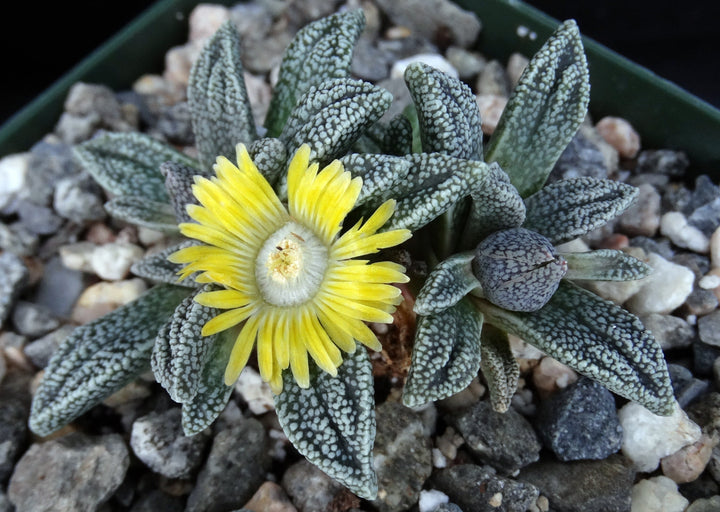 Green Nananthus Margaritiferus Plant Seeds for Planting