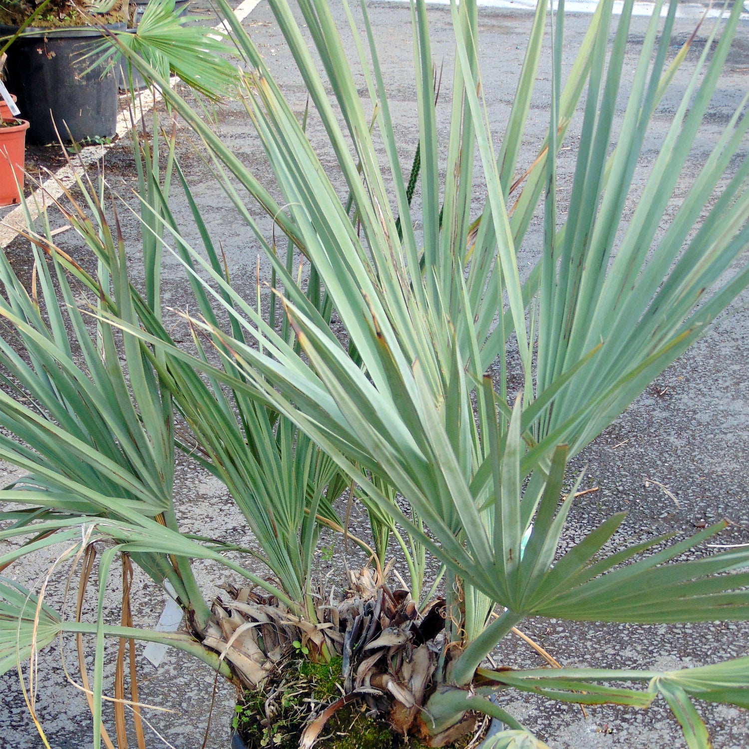 Nannorrhops palm seeds planting guide