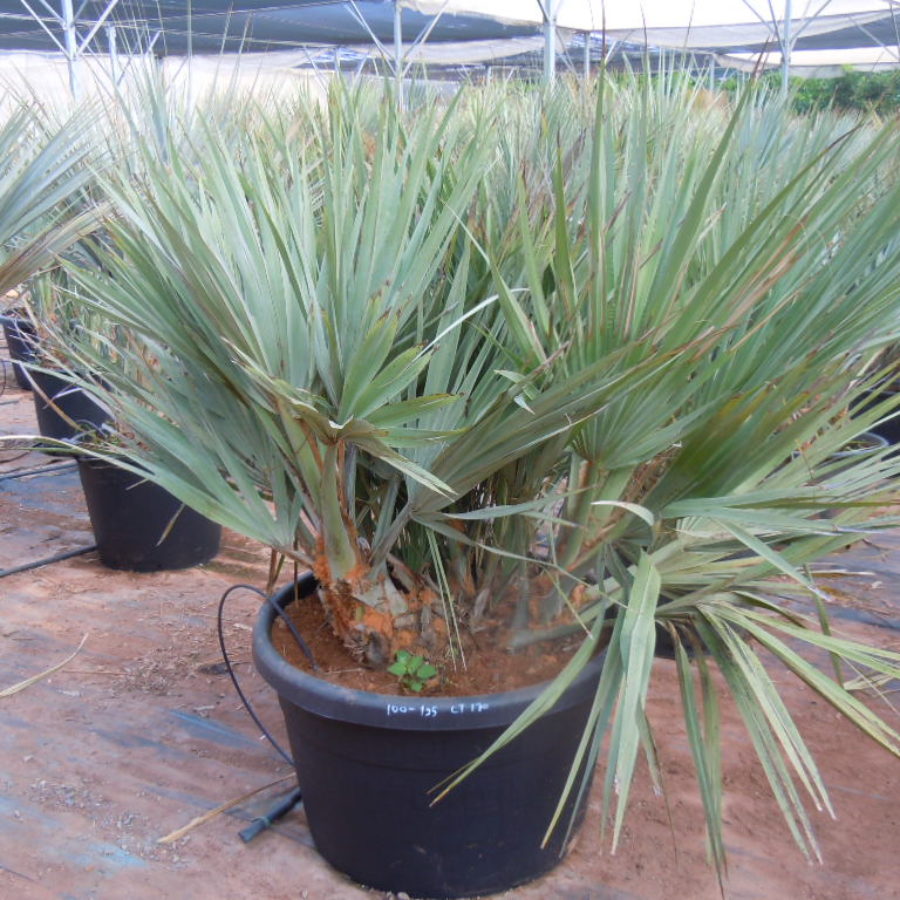 Nannorrhops Ritchiana seeds for planting ornamental palm