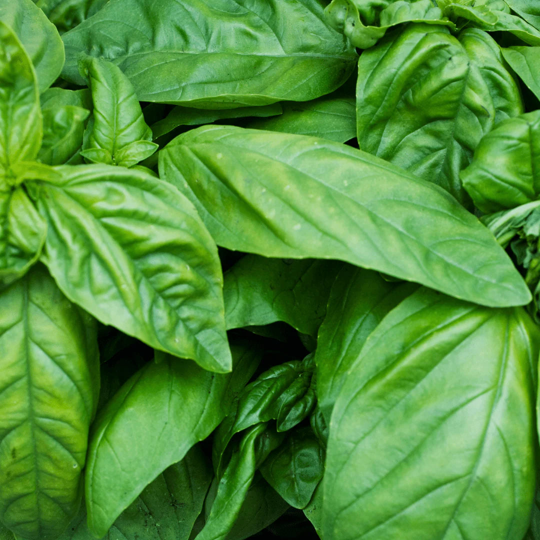 Full grown napoletano basil plant in outdoor garden