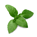 Napoletano basil plant on balcony setup