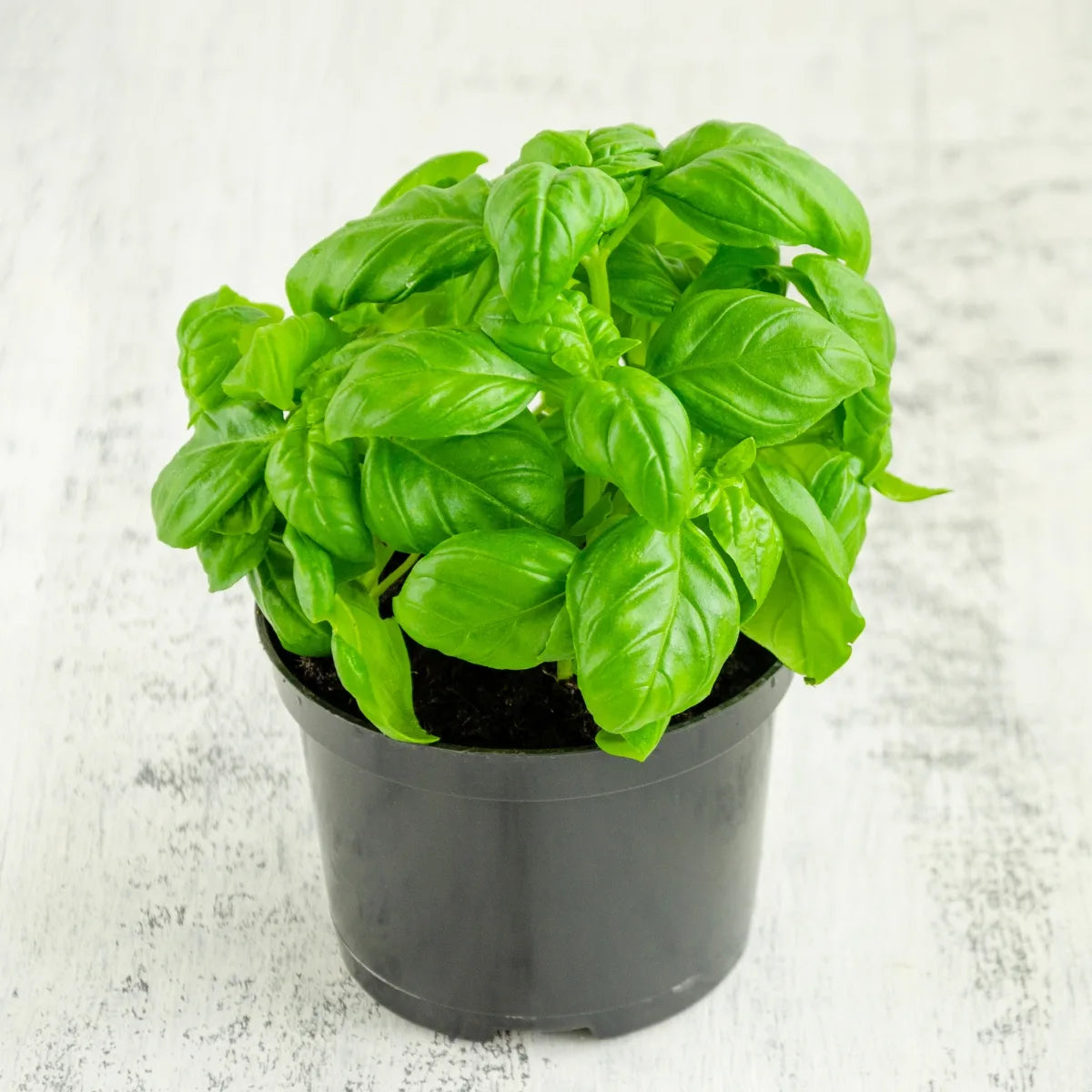 Napoletano basil plant growing in container garden