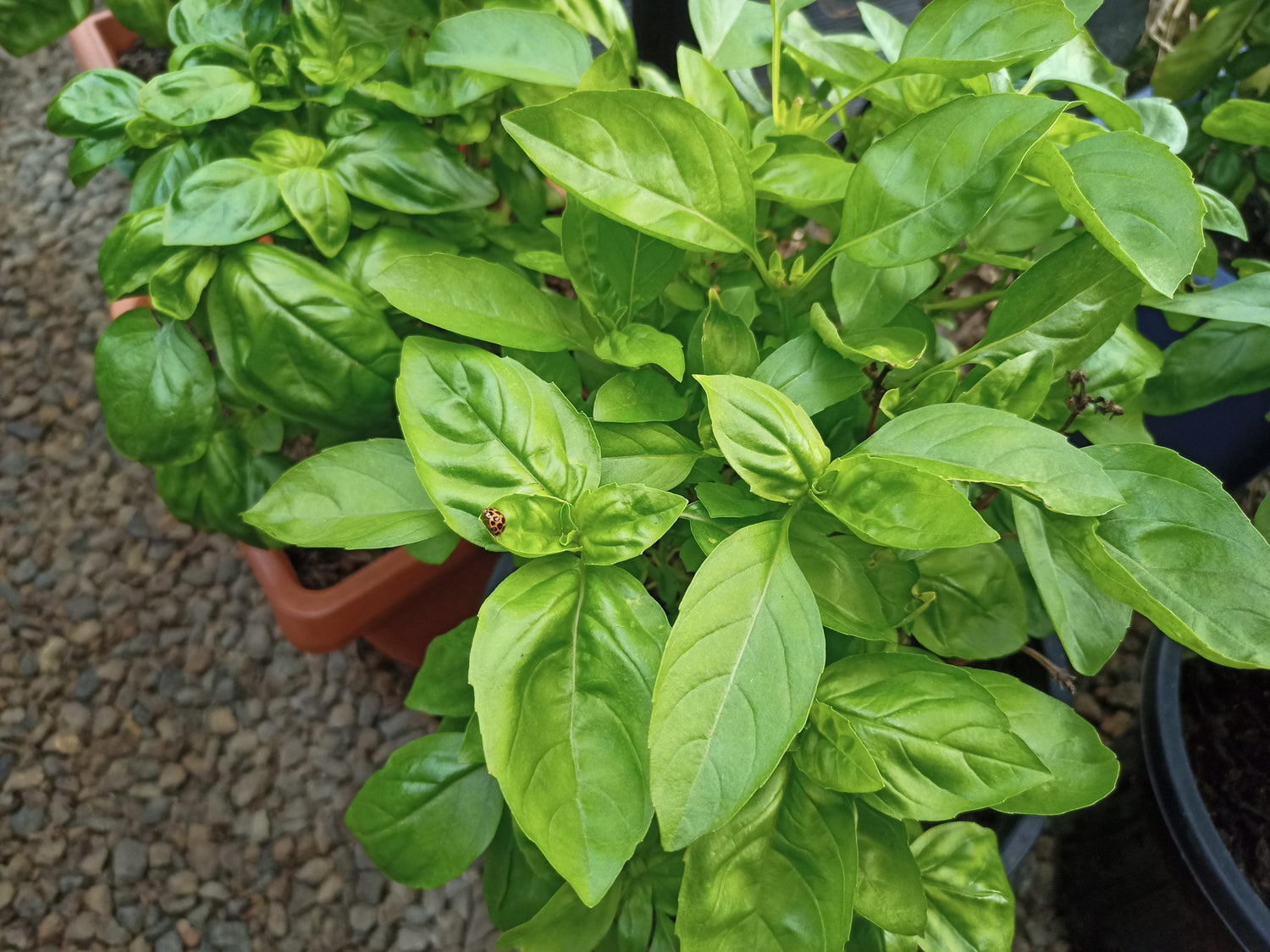 Napoletano basil seedlings growing in nursery