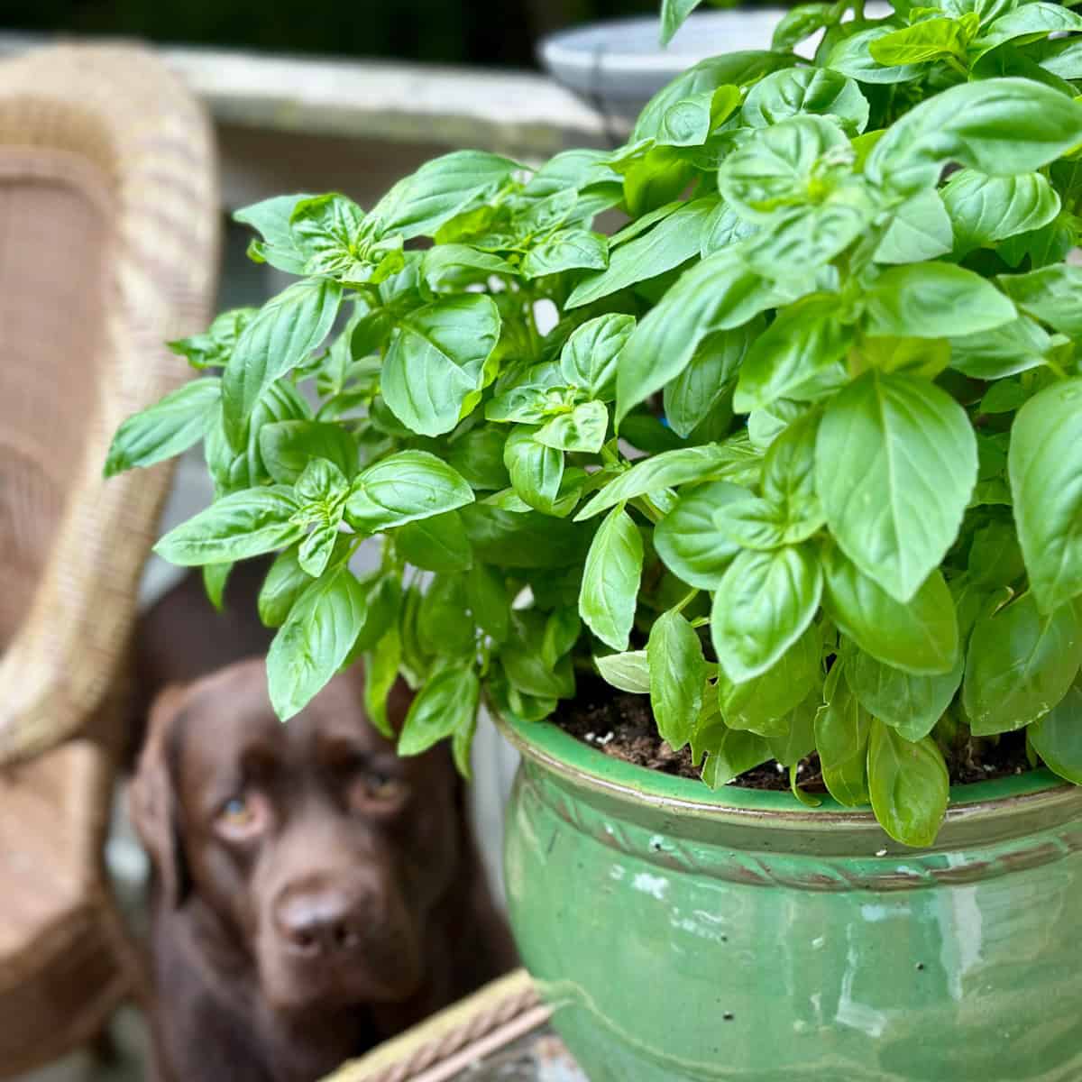 Napoletano basil seeds for planting in home garden