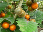 Naranjilla seeds heirloom non GMO for garden planting