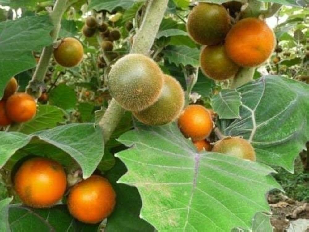 Naranjilla seeds heirloom non GMO for garden planting
