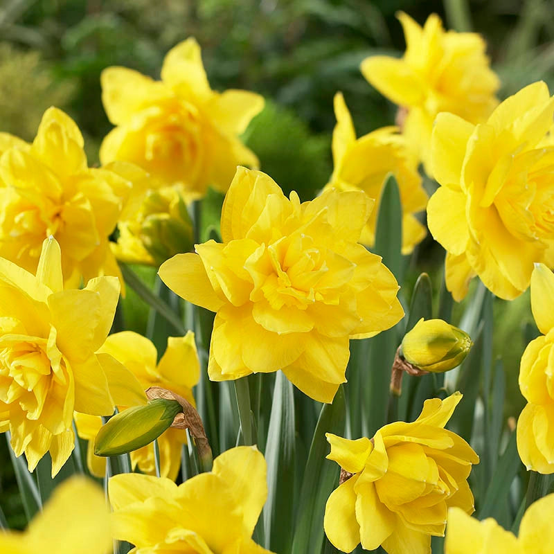 Narcissus Golden Ducat Daffodil Seeds