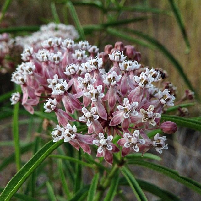 Milkweed Asclepias Fascicularis Narrowleaf Flower Seeds for Planting – Ideal for Pollinator Gardens and Wildflower Areas