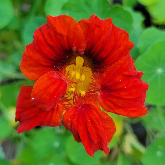 Nasturtium Tip Top Mahogany Seeds