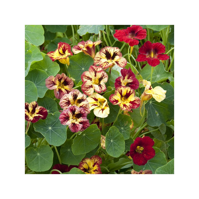 Nasturtium Bloody Mary Seeds