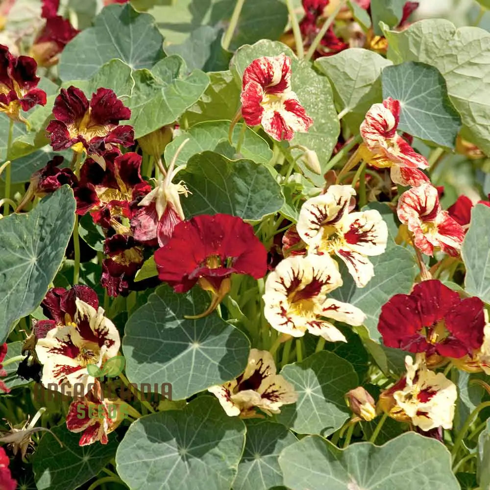 Nasturtium Bloody Mary Seeds