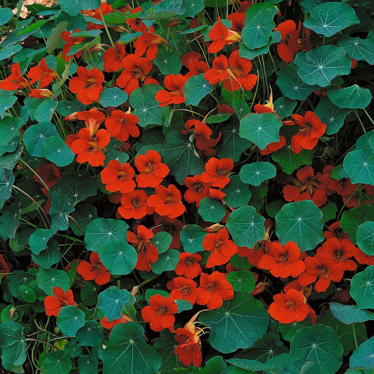 Nasturtium Empress of India Seeds