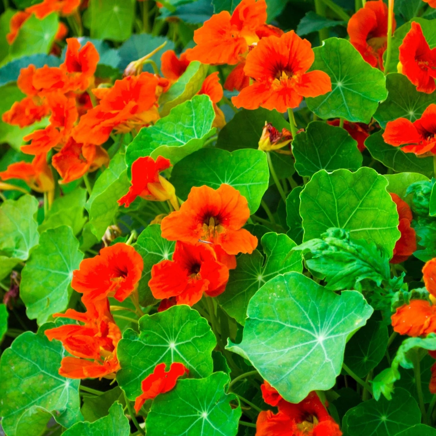 Nasturtium Empress of India Seeds