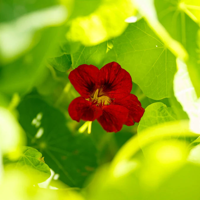 Nasturtium Tip Top Mahogany Seeds