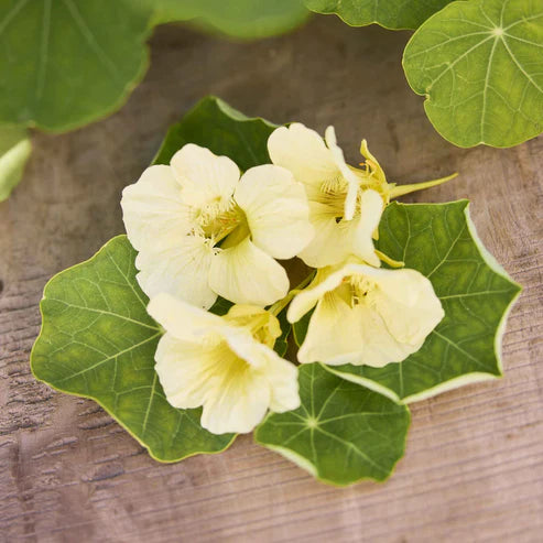 Nasturtium Moonlight Seeds