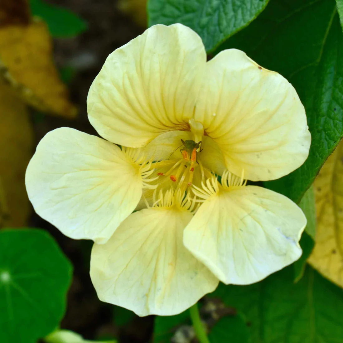 Nasturtium Moonlight Seeds