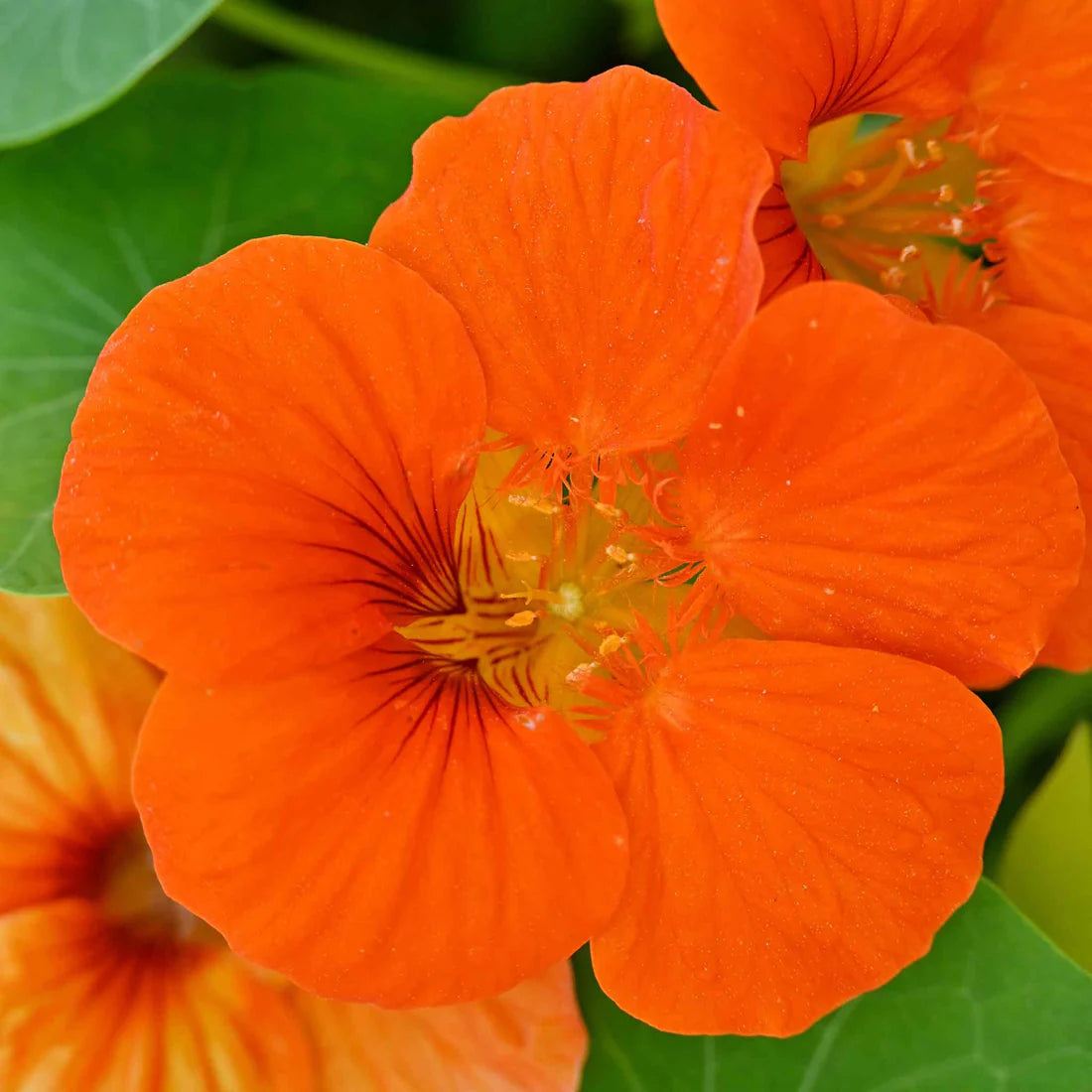 Nasturtium Spitfire Seeds