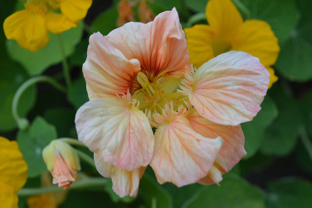 Nasturtium Tip Top Pink Blush Seeds