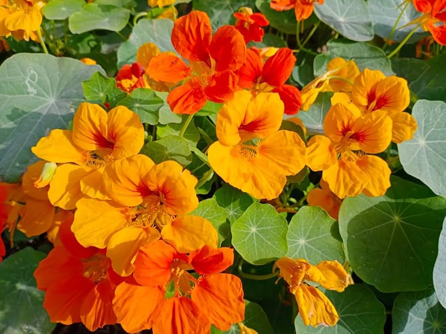Nasturtium ‘Vesuvio’ flower seeds (Tropaeolum) – fiery trailing annual - Dharaseeds