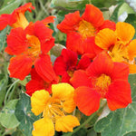 Nasturtium ‘Vesuvio’ flower seeds (Tropaeolum) – fiery trailing annual - Dharaseeds