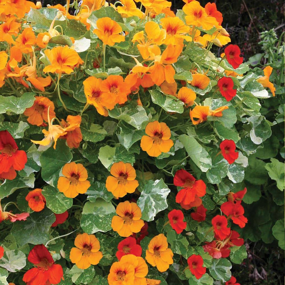 Nasturtium ‘Vesuvio’ flower seeds (Tropaeolum) – fiery trailing annual - Dharaseeds