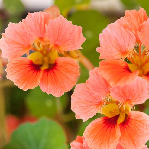 Nasturtium Vesuvius Seeds