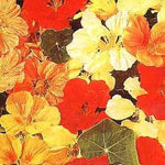 Nasturtium Whirlybird Series mix seeds for colorful trailing garden flowers - Dharaseeds