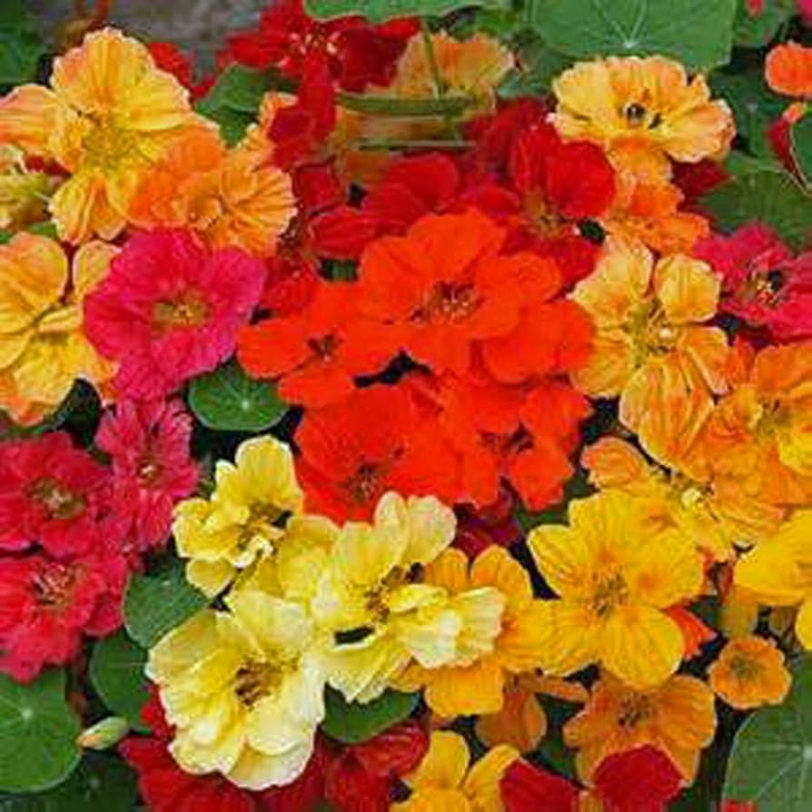 Nasturtium Whirlybird Series mix seeds for colorful trailing garden flowers - Dharaseeds