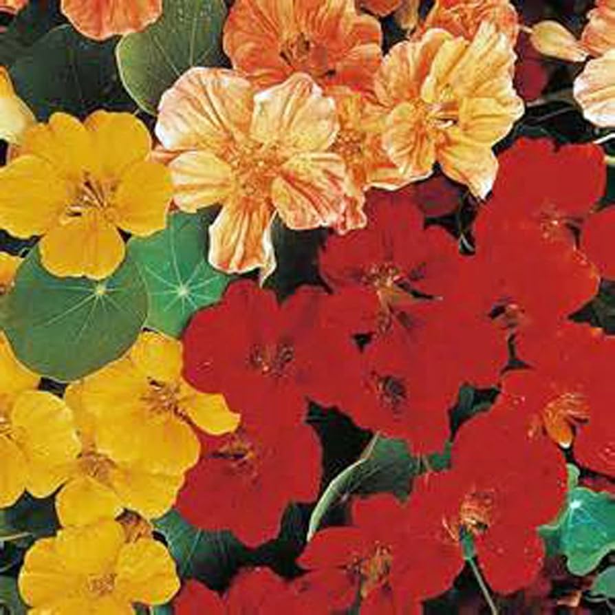 Nasturtium Whirlybird Series mix seeds for colorful trailing garden flowers - Dharaseeds