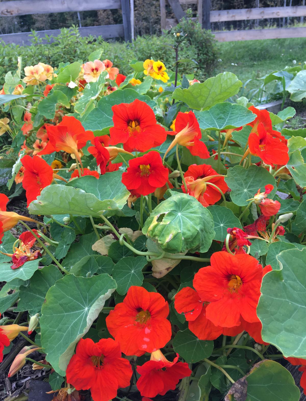 Tropaeolum Nasturtium Vesuvius Seeds