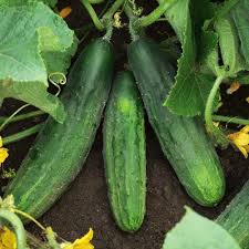 National decapaggio cucumber Cucumis sativus vegetable seeds for planting in kitchen garden or backyard beds - Dharaseeds