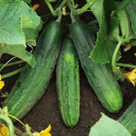 National decapaggio cucumber Cucumis sativus vegetable seeds for planting in kitchen garden or backyard beds - Dharaseeds