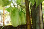 National decapaggio cucumber Cucumis sativus vegetable seeds for planting in kitchen garden or backyard beds - Dharaseeds