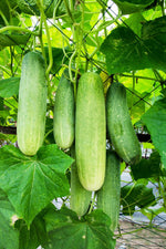 National decapaggio cucumber Cucumis sativus vegetable seeds for planting in kitchen garden or backyard beds - Dharaseeds