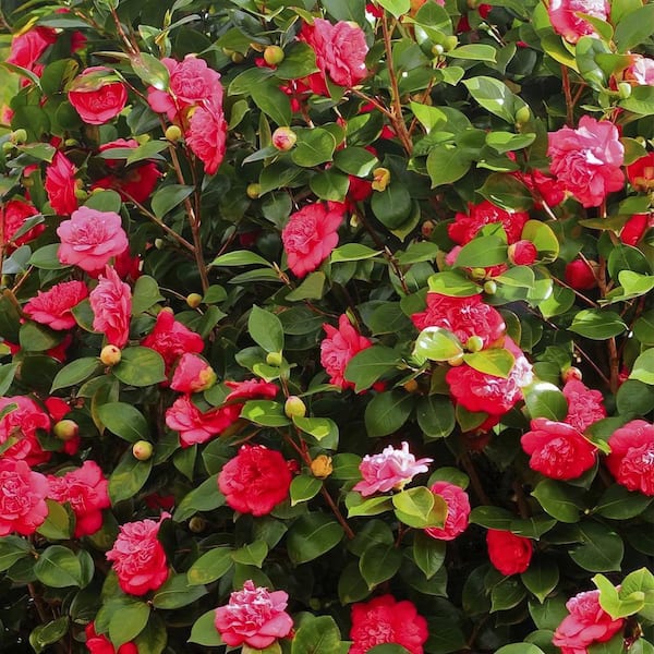 Camellia Burgundy Flower Seeds for Planting - 100 pcs