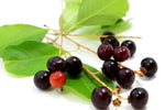 Native black cherry seeds high germination organic variety