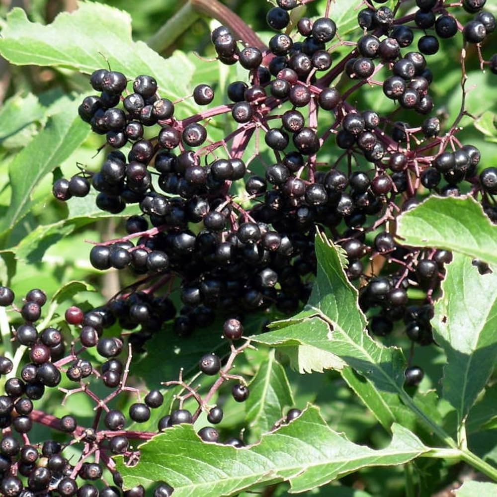 Native elderberry perennial shrub for garden landscaping