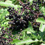 Native elderberry perennial shrub for garden landscaping