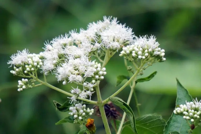 Boneset Eupatorium Perfoliatum Tall White Thoroughwort Flower Seeds for Planting