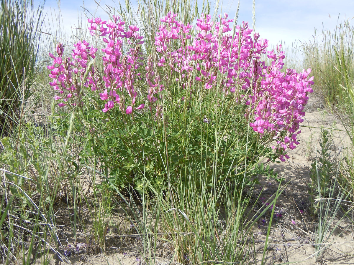 Native garden sweetvetch seeds for pollinator areas