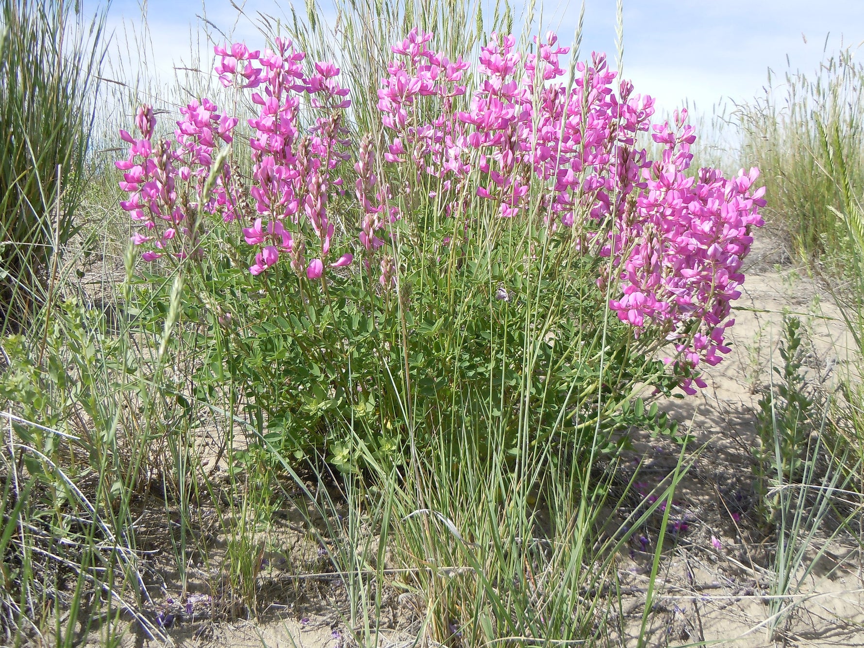Native garden sweetvetch seeds for pollinator areas