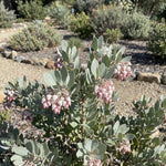Native shrub manzanita seeds non gmo