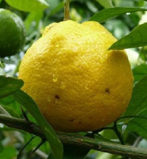 Amanatsu Orange (Citrus natsudaidai) Seeds